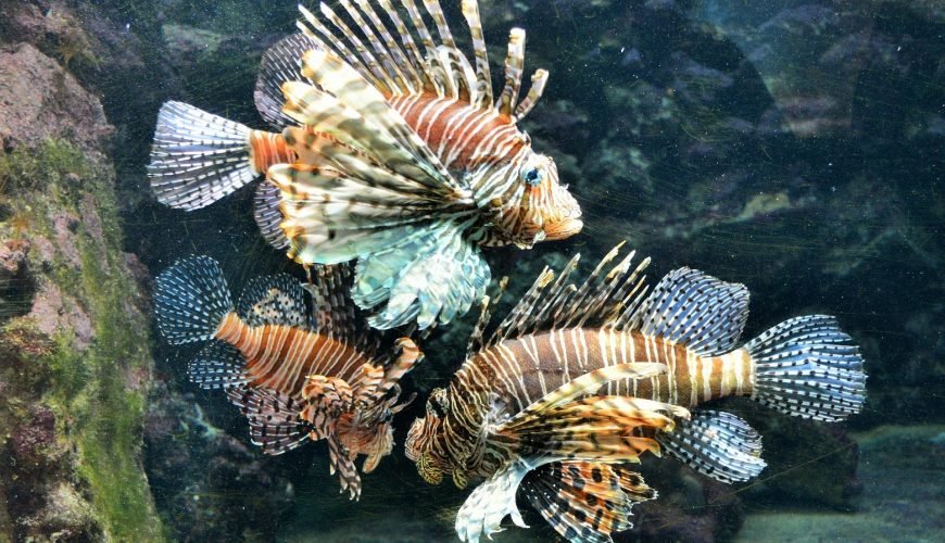 Bermuda Aquarium & Zoo